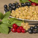 Pruning currants in autumn for beginners in pictures step by step