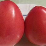 'Один из самых любимых среди огородников томат "Тяжеловес Сибири": стойкий, раннеспелый и высокоурожайный сорт' width="800
