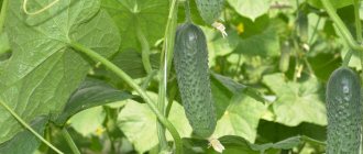 Mirabella cucumbers