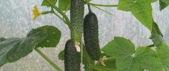 Cucumbers on a branch