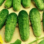 cucumbers variety Zhuravlenok f1