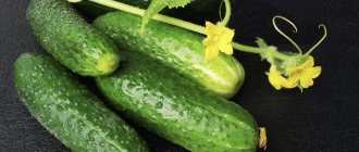 Cucumbers Zyatek