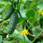 Огурец Барабулька f1: описание и характеристика сорта, выращивание и урожайность с фото