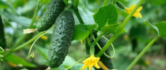 Огурец Барабулька f1: описание и характеристика сорта, выращивание и урожайность с фото
