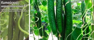 &#39;Chinese cucumber &quot;Heat-resistant&quot;&#39; width=&quot;660