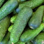 Claudia cucumber: a favorite variety of gardeners