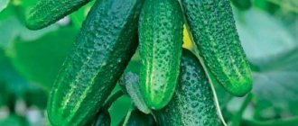 Cucumber monolith f1: description, reviews, characteristics