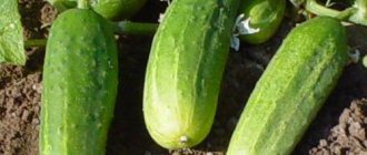 Cucumber Paratunka f1