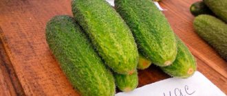 Cucumber Salinas F1: characteristics and description of the variety, photo