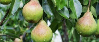 Description of Guidon pear