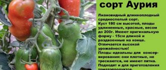Description and characteristics of tomato auria