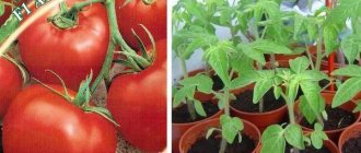 Описание индетерминантного томата Азов и особенности выращивания сорта рассадным способом