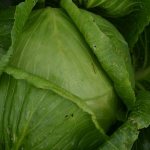 Description of Langedijker cabbage