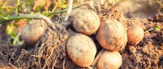 Description of Ramos potatoes