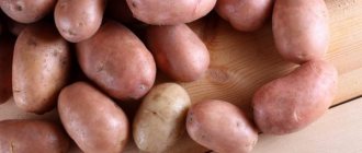 Description of the Lilac Fog potato