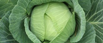 Description of the cabbage variety Gift