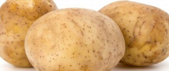 Description of the potato variety Melody