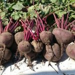 Description of the beet variety “Vodan” F1 with photos and reviews