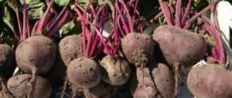 Description of the beet variety “Vodan” F1 with photos and reviews