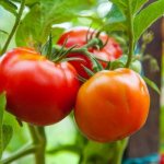 Описание сорта томата Ленинградский скороспелый, его характеристика и урожайность