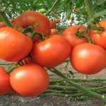 Описание сорта томата Пандароза, особенности выращивания и ухода