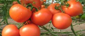 Описание сорта томата Пандароза, особенности выращивания и ухода