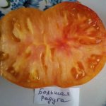 Description of the Big Rainbow tomato and rules for growing the plant
