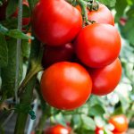 Description of the Slavyanka tomato and planting rules