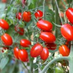 Description of tomatoes variety Monisto