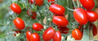 Description of tomatoes variety Monisto