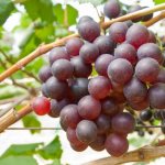 Описание винограда Подарок Ирине