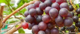 Описание винограда Подарок Ирине