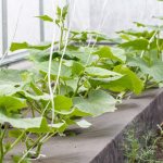 Features of planting cucumbers under film