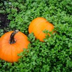 Features of growing vitaminnaya pumpkin variety