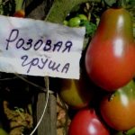 'Отличительные характеристики плодов сорта томата "Груша розовая"' width="800