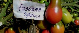'Отличительные характеристики плодов сорта томата "Груша розовая"' width="800
