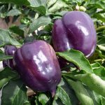 Pepper Purple Bell: characteristics and description of the sweet Bulgarian variety, photo of seeds Harvest luck and Search, reviews on cultivation, bush height