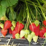 According to most gardeners, the Roxana strawberry (pictured) is the best commercial variety from the New Fruits line