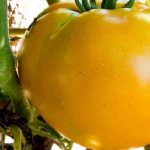 'Почему дачники так любят томат "Алтайский оранжевый", отзывы о его урожайности и секреты ухода' width="800