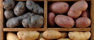 Why do potatoes turn black inside during storage?