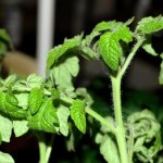 Why do the leaves of tomato seedlings wither and curl down and what to do?