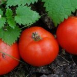 'Подарок для огородников из северных регионов со сложным климатом - устойчивый и урожайный томат "Подснежник"' width="800