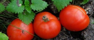 'Подарок для огородников из северных регионов со сложным климатом - устойчивый и урожайный томат "Подснежник"' width="800