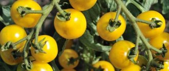 Indicators of tomato yield per bush