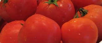 &#39;We get a high yield with minimal costs and risks by growing the &quot;Collective Farm Harvest&quot; tomato&#39; width=&quot;800