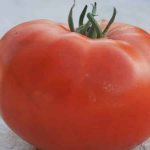 'Помидор-гигант, размер плодов которого поражает воображение - выращиваем самостоятельно томат "Чудо сада"' width="800
