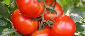Hybrid tomatoes