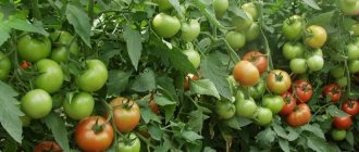Tomatoes have an excellent taste, the fruits store well and are suitable for both salads and canning.