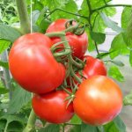 помидоры в открытом грунте в Подмосковье