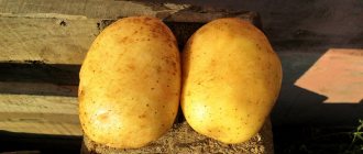 Посадка и выращивание картофеля уладар